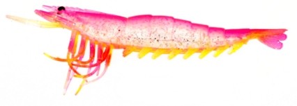 Shrimp, 3.5 inch, Pink and Yellow 6 pack