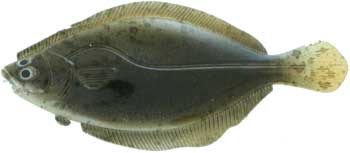 Artificial Flounder 5" Dark Brown - Almost Alive Lures