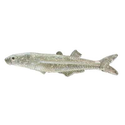 Glass Minnows Almost Alive Lures
