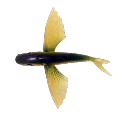 Flying Fish Lure (4 Inch)