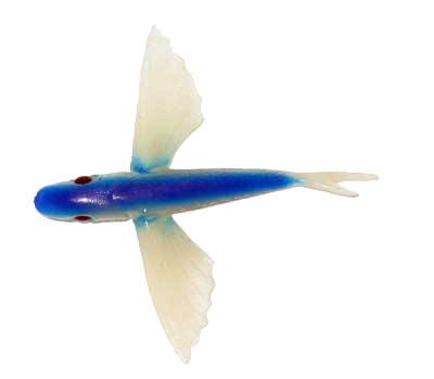 Flying Fish Lure (4 Inch)