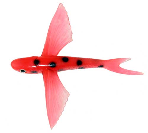 Flying Fish Red/Black Dot 6" - Almost Alive Lures
