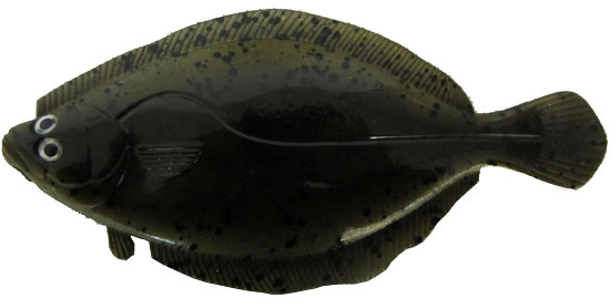Artificial Flounder 8" Dark Spotted - Almost Alive Lures