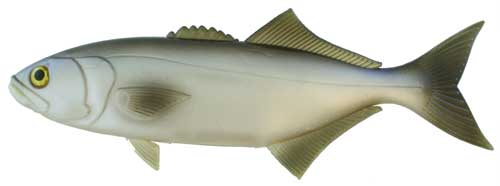 Bluefish Almost Alive Lures