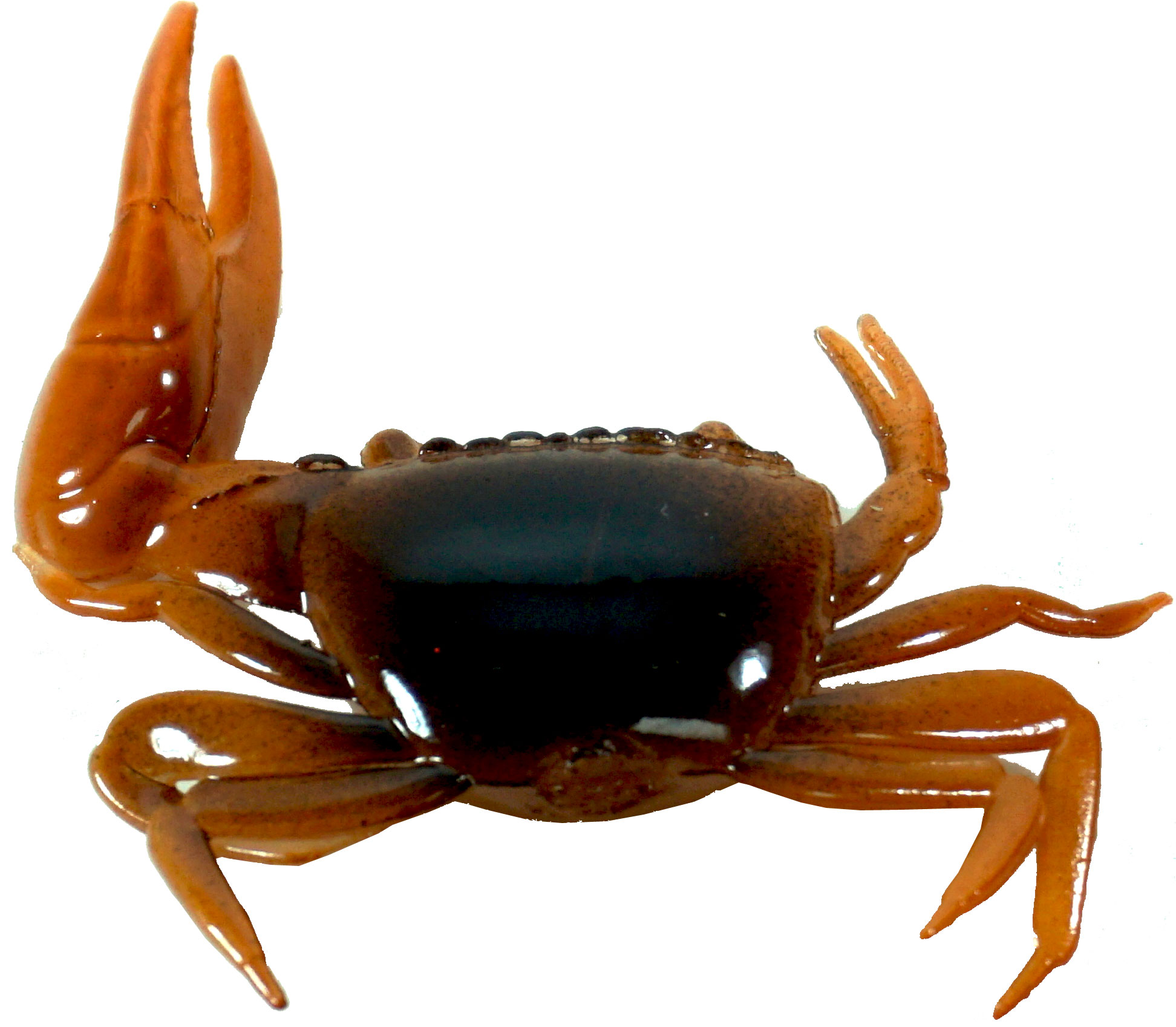 Artificial Fiddler Crab 1-1/2" Brown/Orange 10 Pack