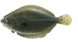 Artificial Flounder 3-3/4" Dark Spotted - Almost Alive Lures