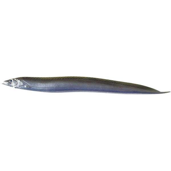 Ribbonfish Silver 17.5 Inch Almost Alive