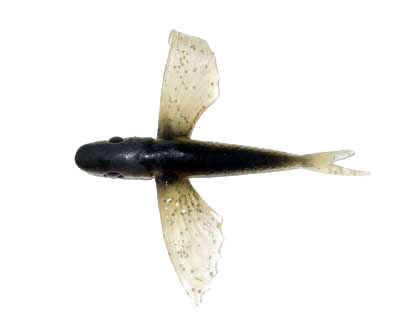 Flying Fish Black/Glitter 4" - Almost Alive Lures