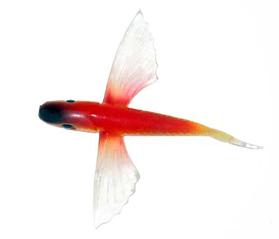 Flying Fish Red/Clear/Black Nose 4" - Almost Alive Lures