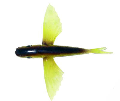 Flying Fish Brown/Yellow 4" - Almost Alive Lures