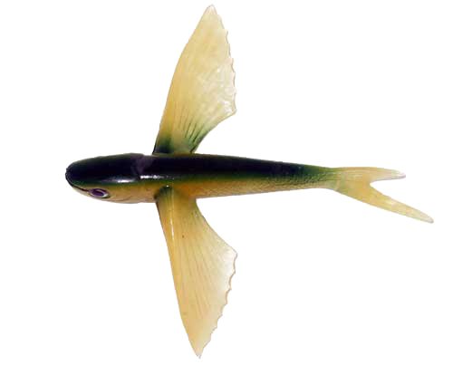 Flying Fish Green/Yellow 6" - Almost Alive Lures
