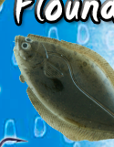 4" Flounder