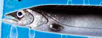 Ribbonfish 17-1/2"