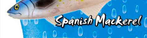 Spanish Mackerel 12"
