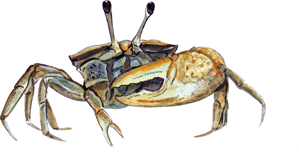 Single Fiddler Crab