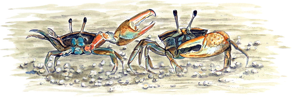 Double Fiddler Crab