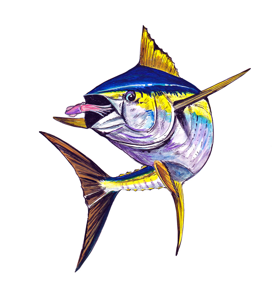 Yellow fin Tuna eating Squid