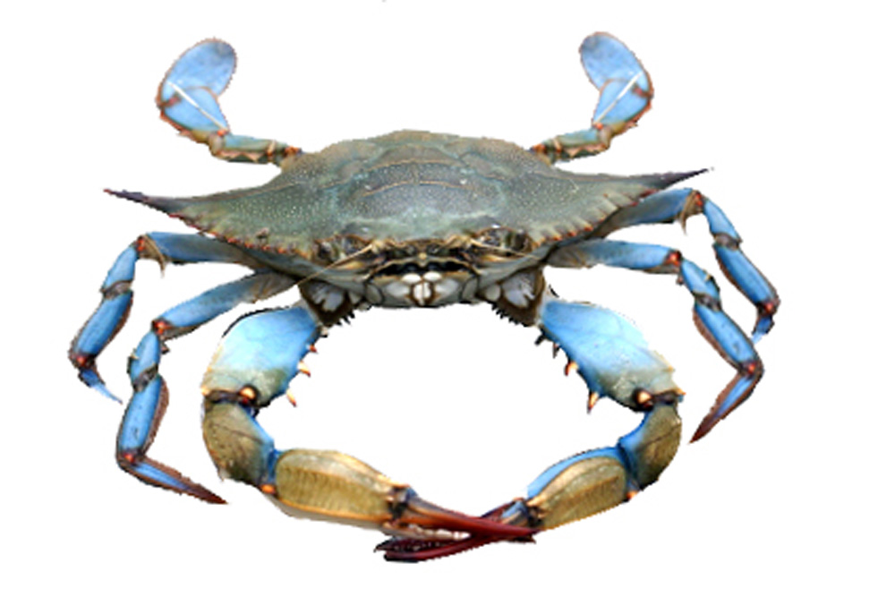 Blue Crab - DISCONTINUED