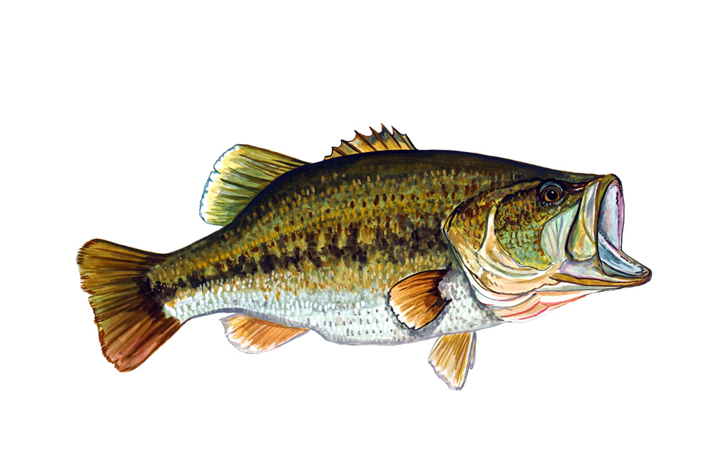 Large-mouth Bass