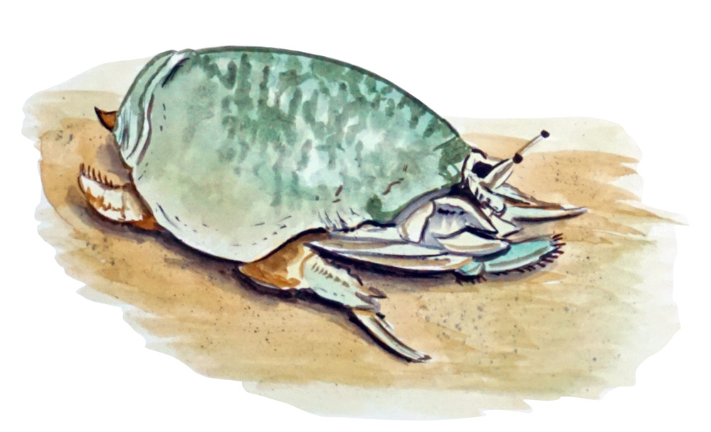 Mole Crab