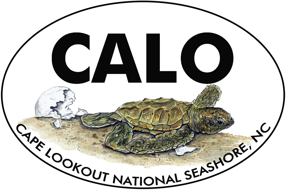 CALO - Cape Lookout - Hatchling