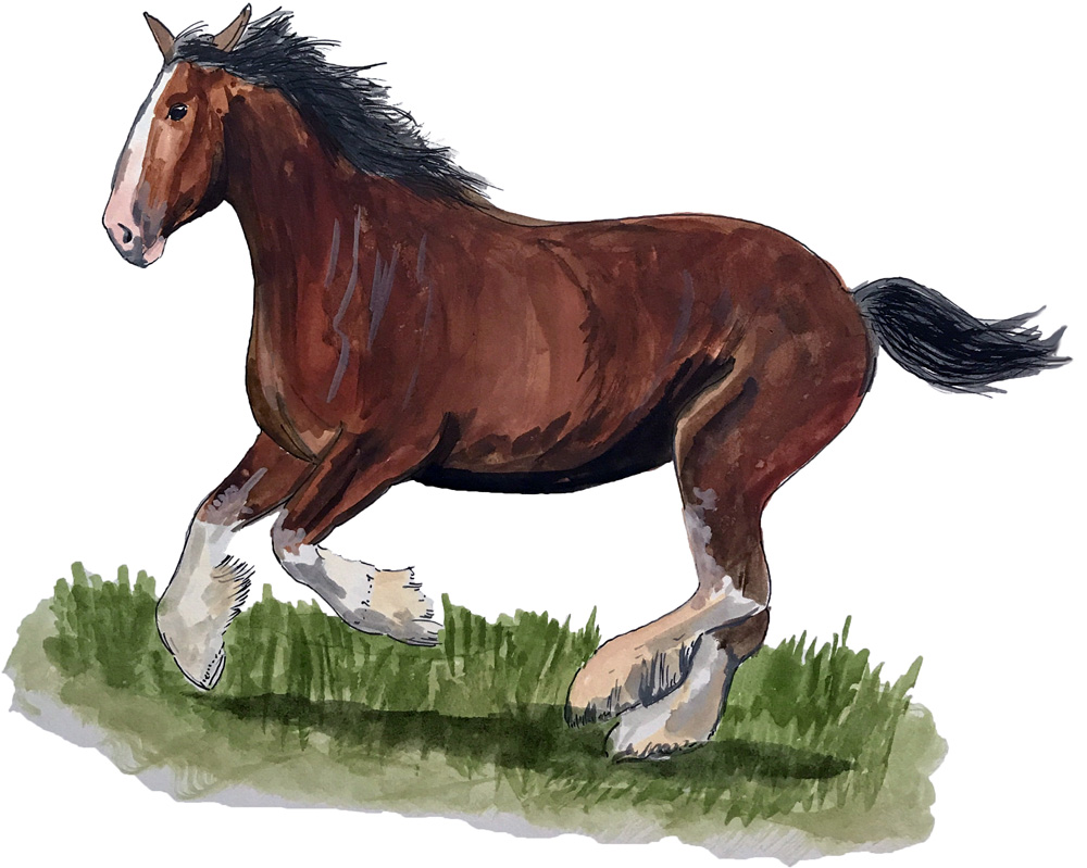 Clydesdale Horse Running