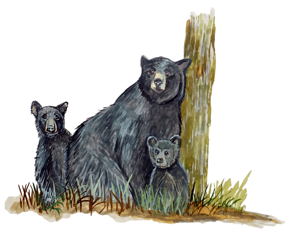 Momma Bear and Cubs