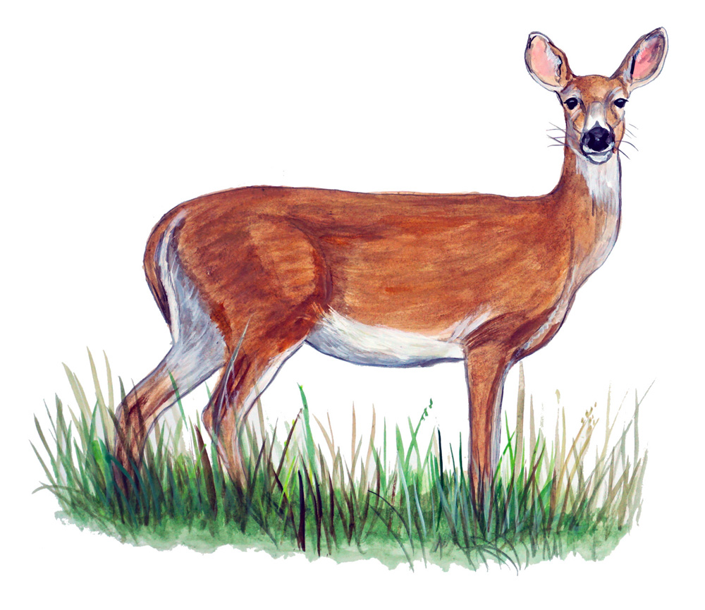 Deer Doe