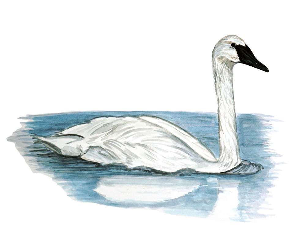 Trumpet Swan