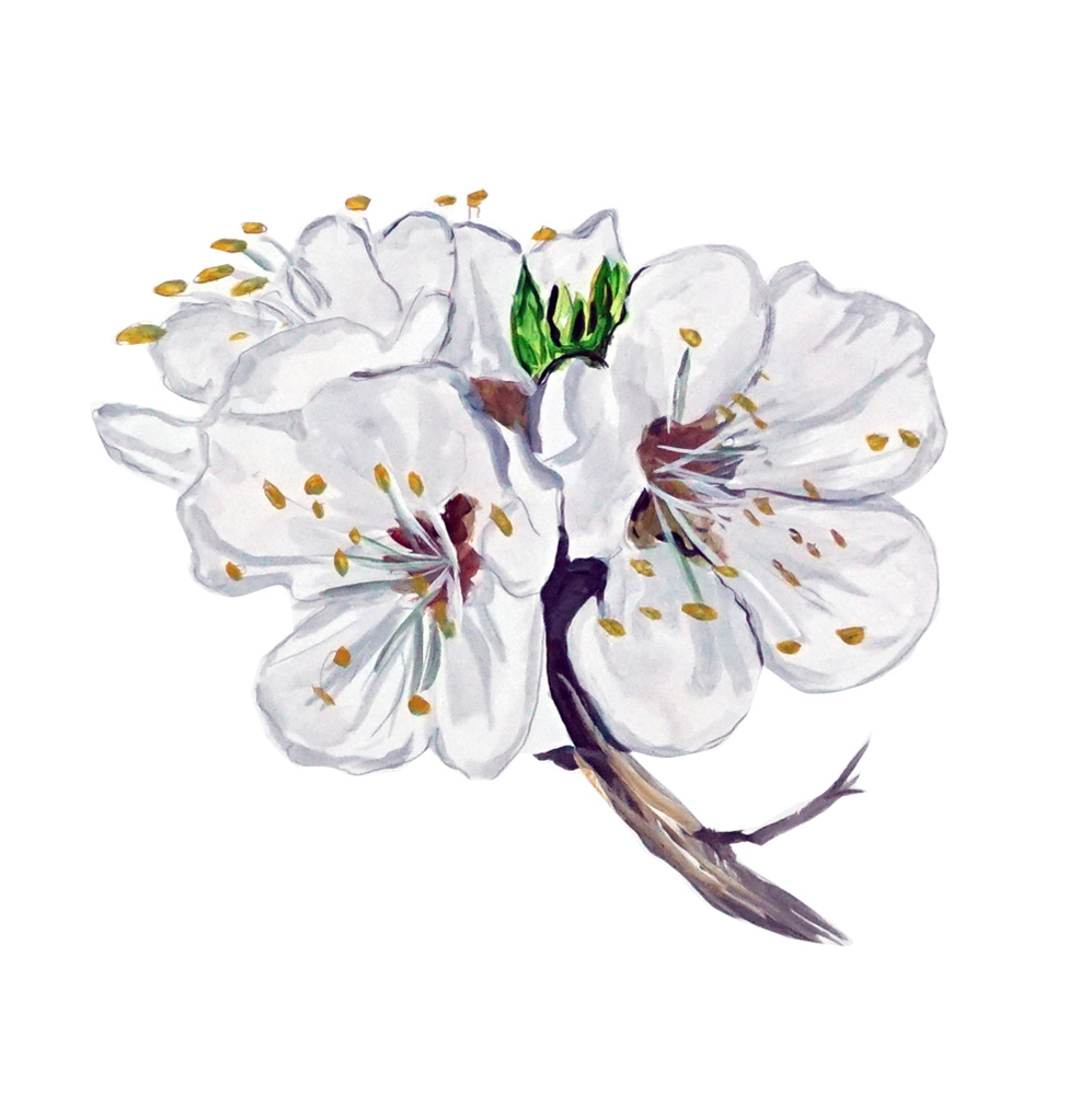 Appricot Blossum