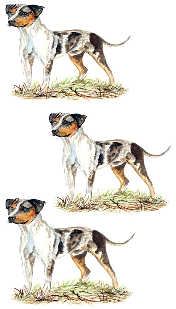 CATAHOULA LEOPARD DOG