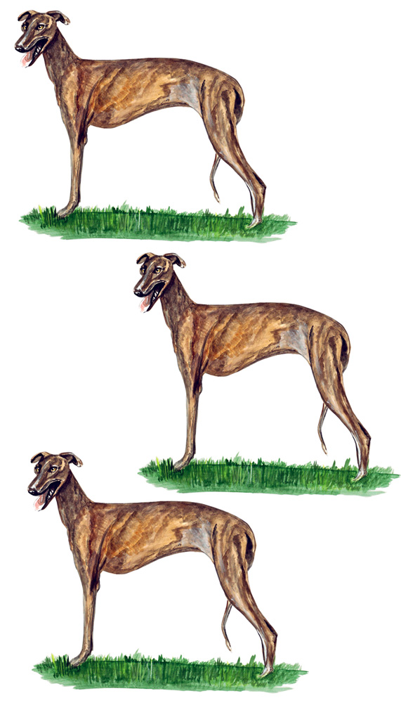 Greyhound 3