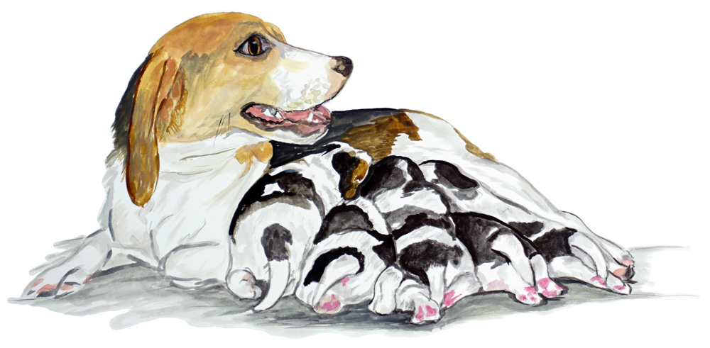 Beagle & Puppies